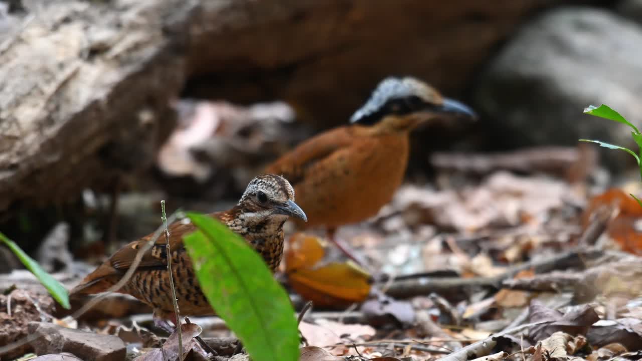 Eared Pitta, Hydrornis phayrei