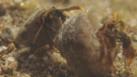 Close-up-of-underwater-sea-creatures