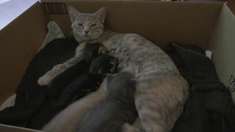 el gato madre descansa mientras deja que los gatitos se amamanten en su nido en una caja de cartón