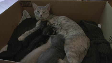 mother cat rests as she lets he kittens breast feed in their nest in a cardboard box