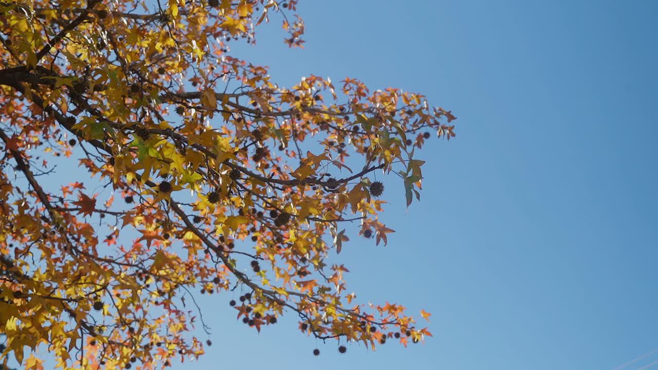Low-angle view of sweet gum  autumn foliage