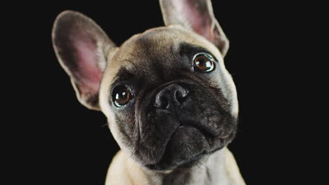 studio portrait of french bulldog puppy against black background