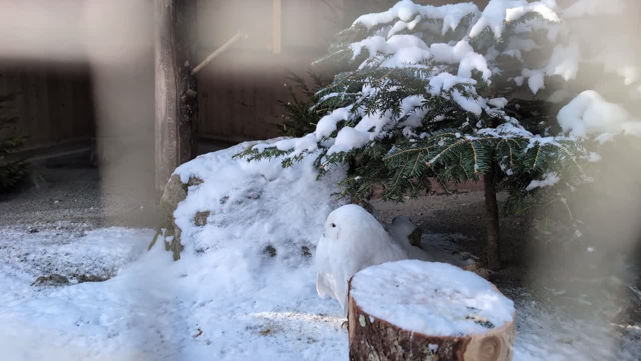 Snowy owl in a cage, wild animal portrait
