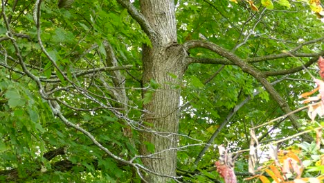 bird wandering on tree trunk