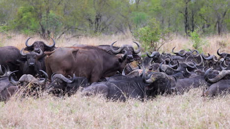 herd of cape buffalo relax, chewing cud on dry south african savanna