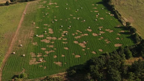 aerial view of hay bales in patchy green field