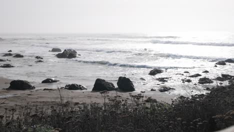 gimbal wide tracking shot of elephant seals laying in the shallow tides on the beach at piedras blancas rookery in central california. 4k