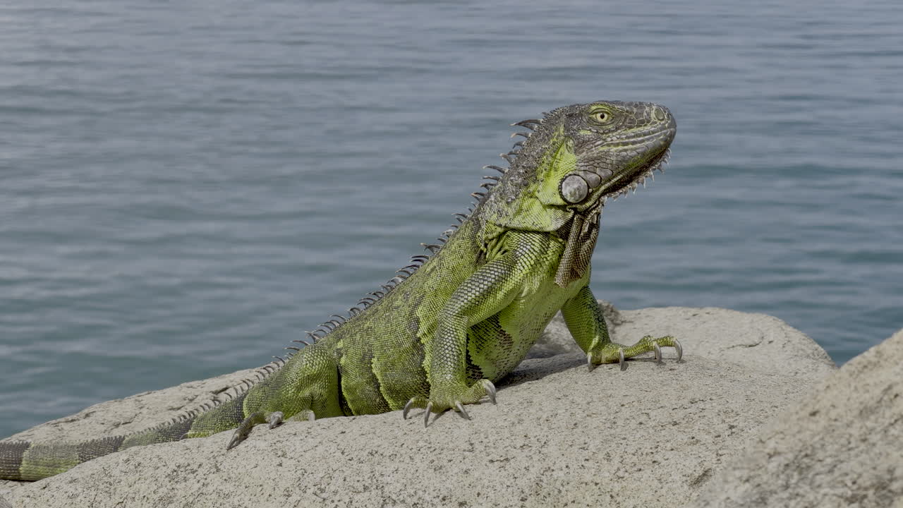 Grande iguana verde e paffuta che si crogiola contenta al caldo sole dei Caraibi su rocce costiere a Saint Martin, grande rettile tropicale ben nutrito che si gode un perfetto posto per prendere il sole in riva al mare accanto all'oceano cristallino
