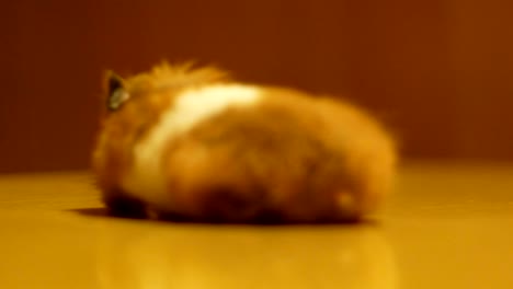 hamster turns free on a wooden table