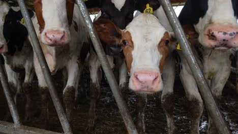 Stoßen-Sie-Auf-Den-Jungen-Heffer