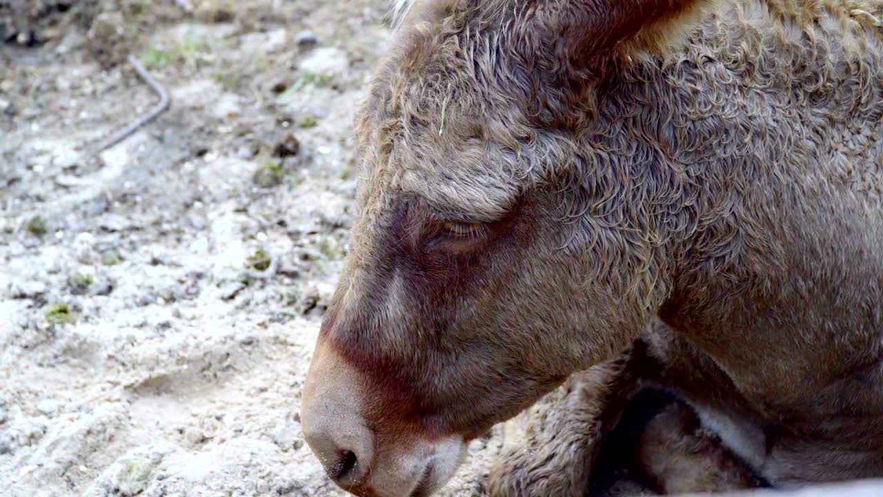 burro tendido en el suelo