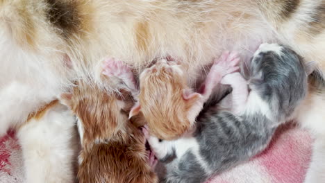 closeup of newborn kittens nursing on mothers milk