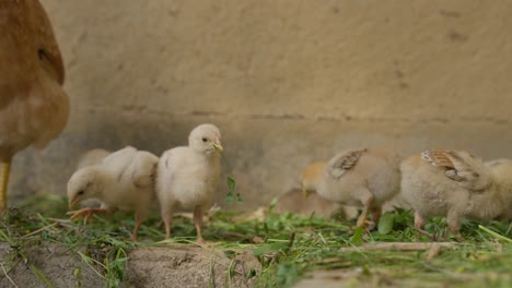 pollo y pollitos comiendo hierba