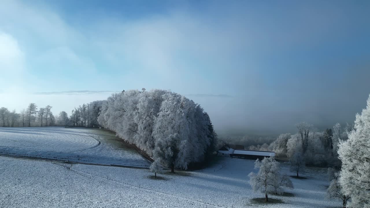 안개가 사라진 후 시골 풍경의 얼어붙은 나무 그룹을 향해 날아갑니다.