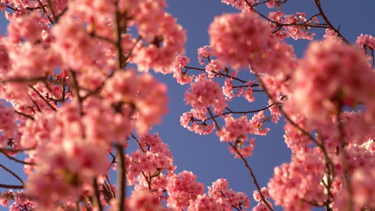 Guardando verso l'alto verso alberi di Sakura rosa brillante contro il cielo blu.