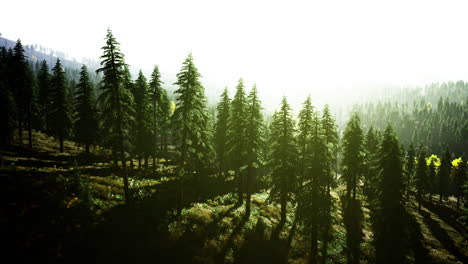 sunlight filtering through tall trees in a serene forested landscape