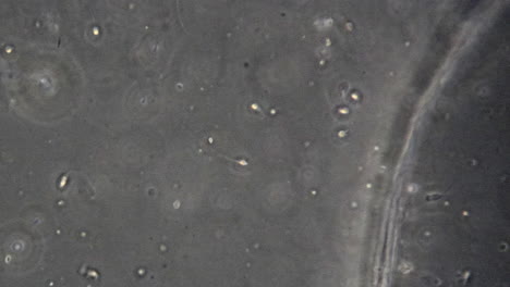 Panning-shot-following-an-individual-human-sperm-cell-swimming-from-right-to-left