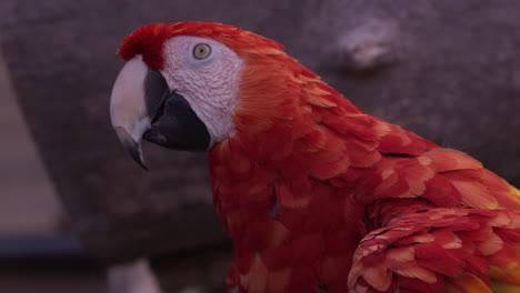 loro posado en una rama en el recinto - se inclina hacia abajo para ver las plumas y garras coloridas