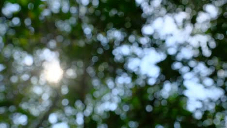 bokeh in the garden