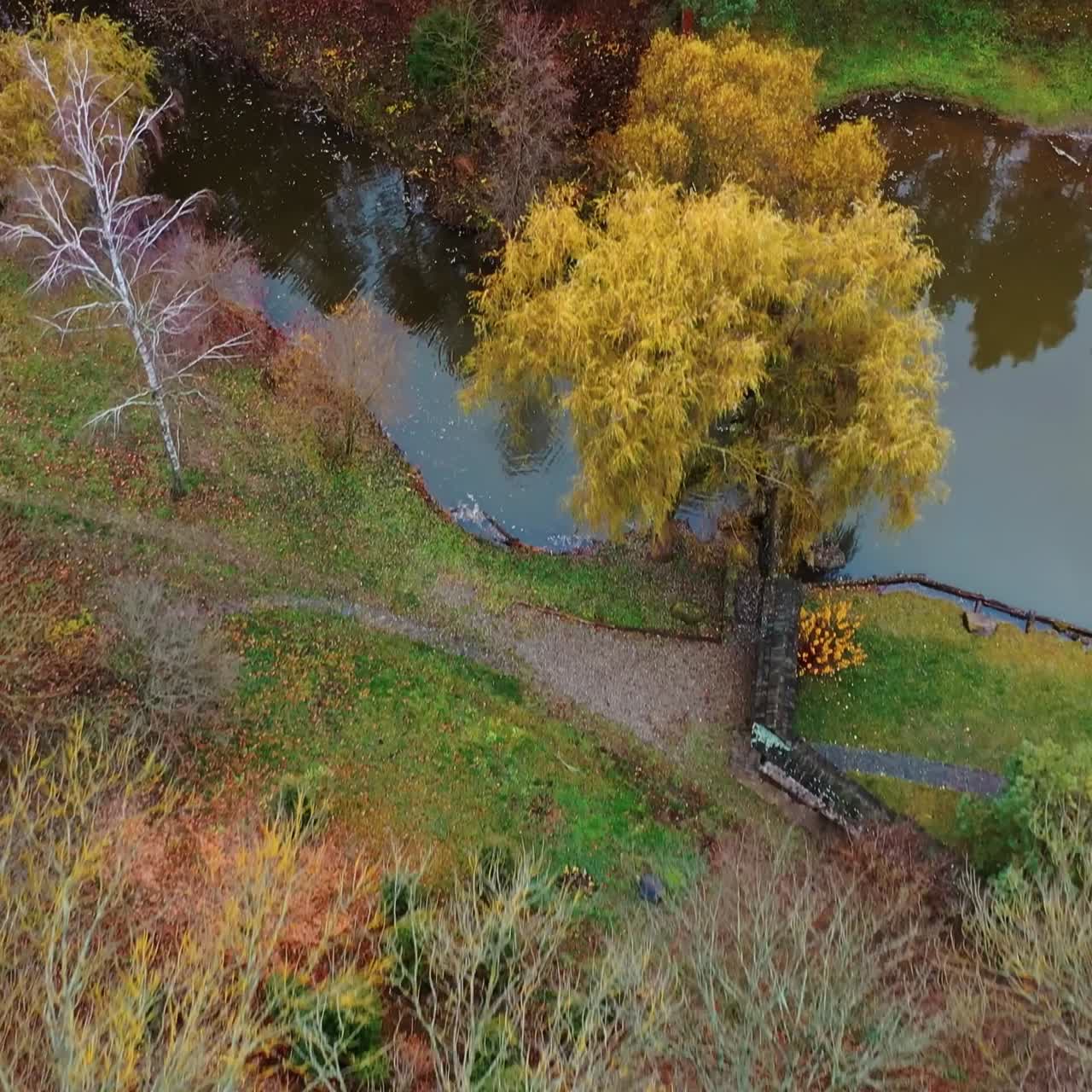 лесный вид сверху