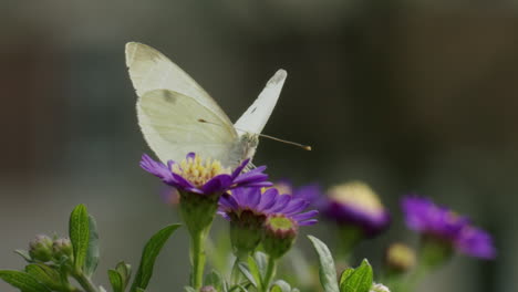 gran mariposa blanca en la flor de aster amellus, tomando el néctar