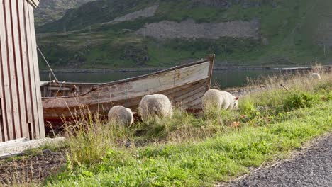 Rebaño-De-Ovejas-Domésticas-Come-Al-Lado-De-La-Carretera-En-Noruega