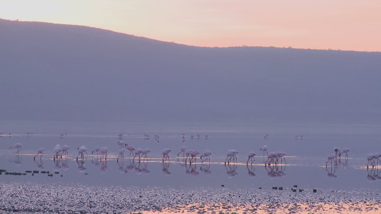케냐 나쿠루 호수에서 이른 아침 햇살에 분홍 플라밍고의 아름다운 장면 4