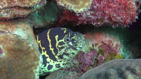 chain moray eel looking out