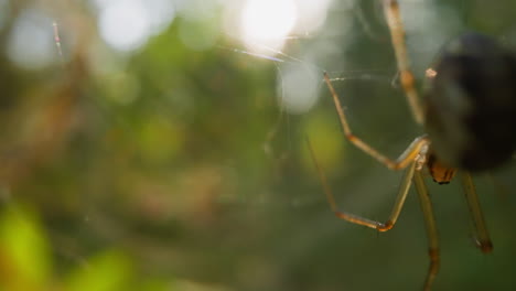 una pequeña araña gris hace una red colgando al revés en el parque