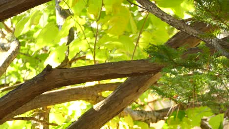 Bright-mixed-forest-is-home-to-the-junco-bird-of-Canada-in-summer