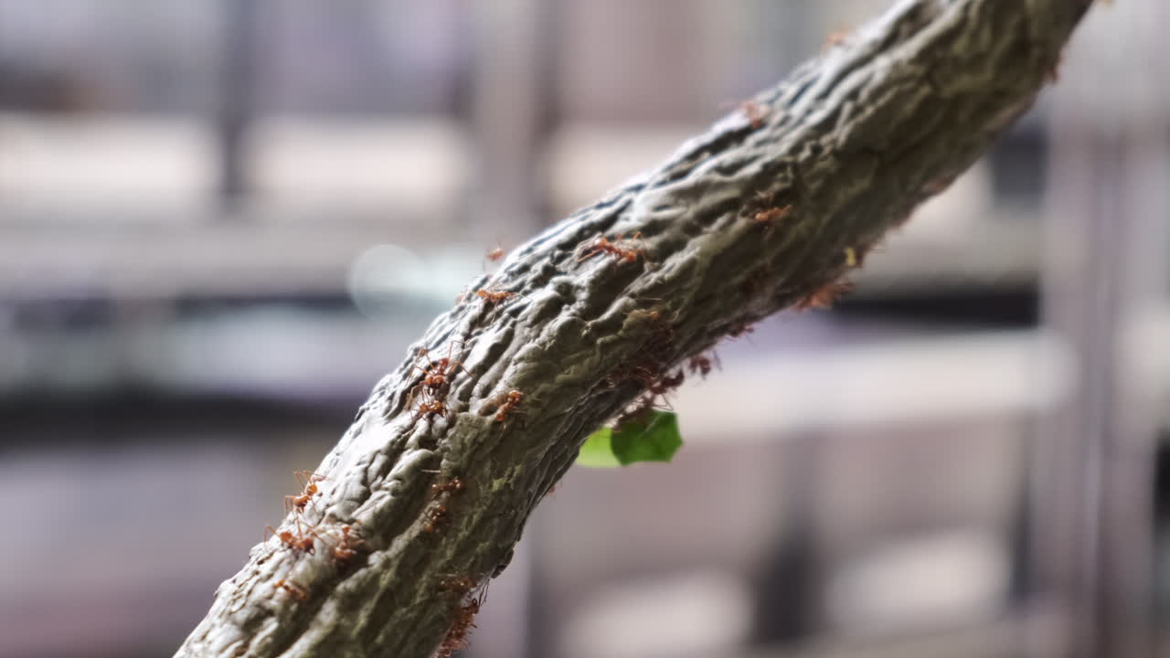 Closeup shot of leaf cutter ants climbing up a small tree