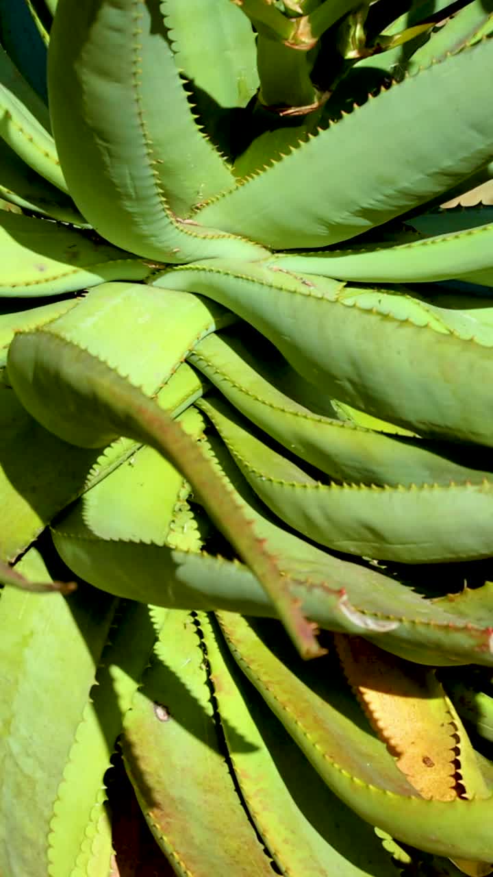 Aloe vera plant blooms under bright sunlight, showcasing vibrant green leaves and budding flowers in a serene garden setting