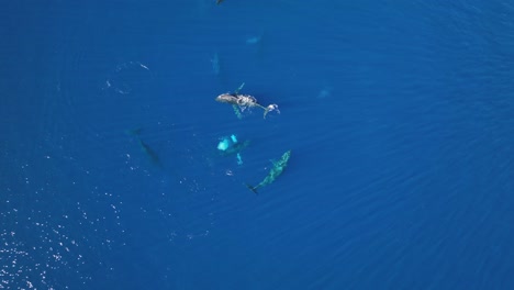 Humpback-Whale-Circle-Of-Life.-Ascending-Aerial-Shot