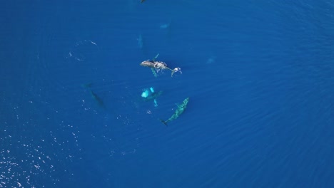 ciclo de vida de la ballena jorobada. toma aerea ascendente