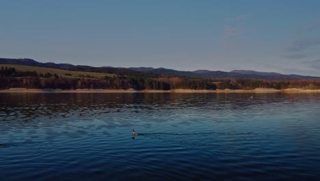 Somormujos-De-Cuello-Rojo-Nadando-Rápido-En-El-Agua-Del-Lago-En-Polonia