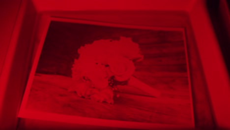 Darkroom laboratory photography developing black and whit monochrome photo print under red light