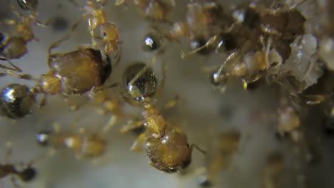 extreme close up macro on red fire ants eating sugar with detailed hairs, eyes heads and legs