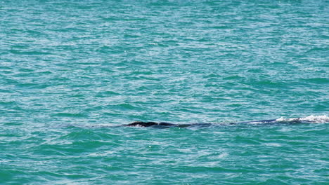 Ballena-Franca-Austral-Eubalaena-Australis-En-Aguas-Costeras-De-Hermanus,-Tele