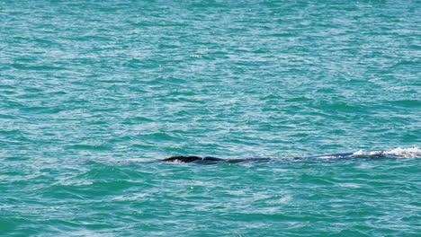 las ballenas francas del sur eubalaena australis en las aguas costeras de hermanus, tele