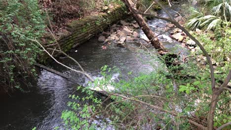 Sprudelnder-Bach,-Der-Durch-Den-Wald-Fließt,-Mit-Ästen-Und-Ästen,-Die-über-Dem-Wasser-Hängen