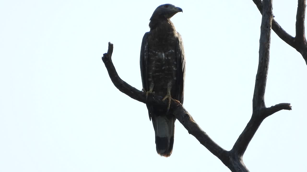 águila común en el árbol uhd mp4 4k video