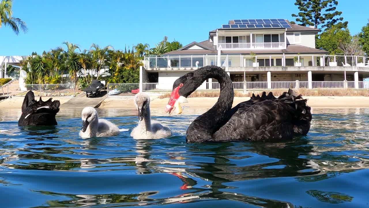 열대 해안 근처에서 수영하는 백조의 가족