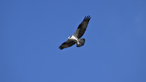 águila-Pescadora-Flotando-Contra-Un-Cielo-Azul,-Cámara-Lenta