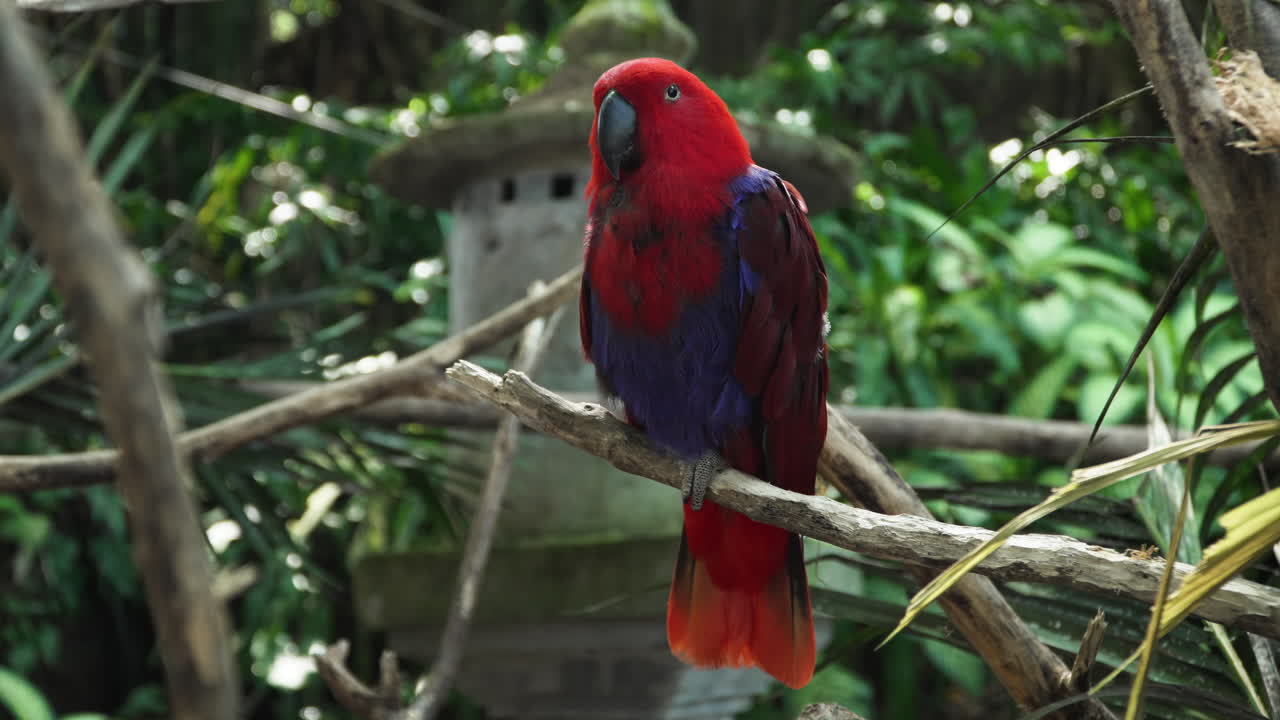 eclectus molucano pájaro hembra tranquilamente posado en la rama de un árbol en el bosque de bali, indonesia primer plano