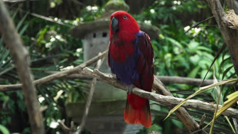 Moluccan-Eclectus-Female-Parrot-Bird-Peacefully-Perched-on-Tree-Branch-in-Wild-Bali,-Indonesia-close-up