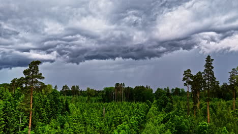 drone ascent revealing a vibrant forest under a stormy sky