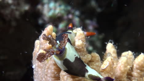 colorful nudibranch nembrotha chamberlaini feeding on a staghorn coral during night