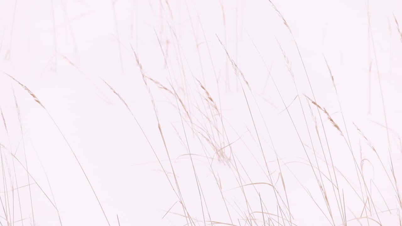 paisaje nevado con cañas de hierba durante el invierno