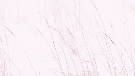 Snowscape-Nature-With-Grass-Reeds-During-Winter