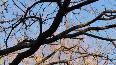 tree branches swaying against a clear blue sky